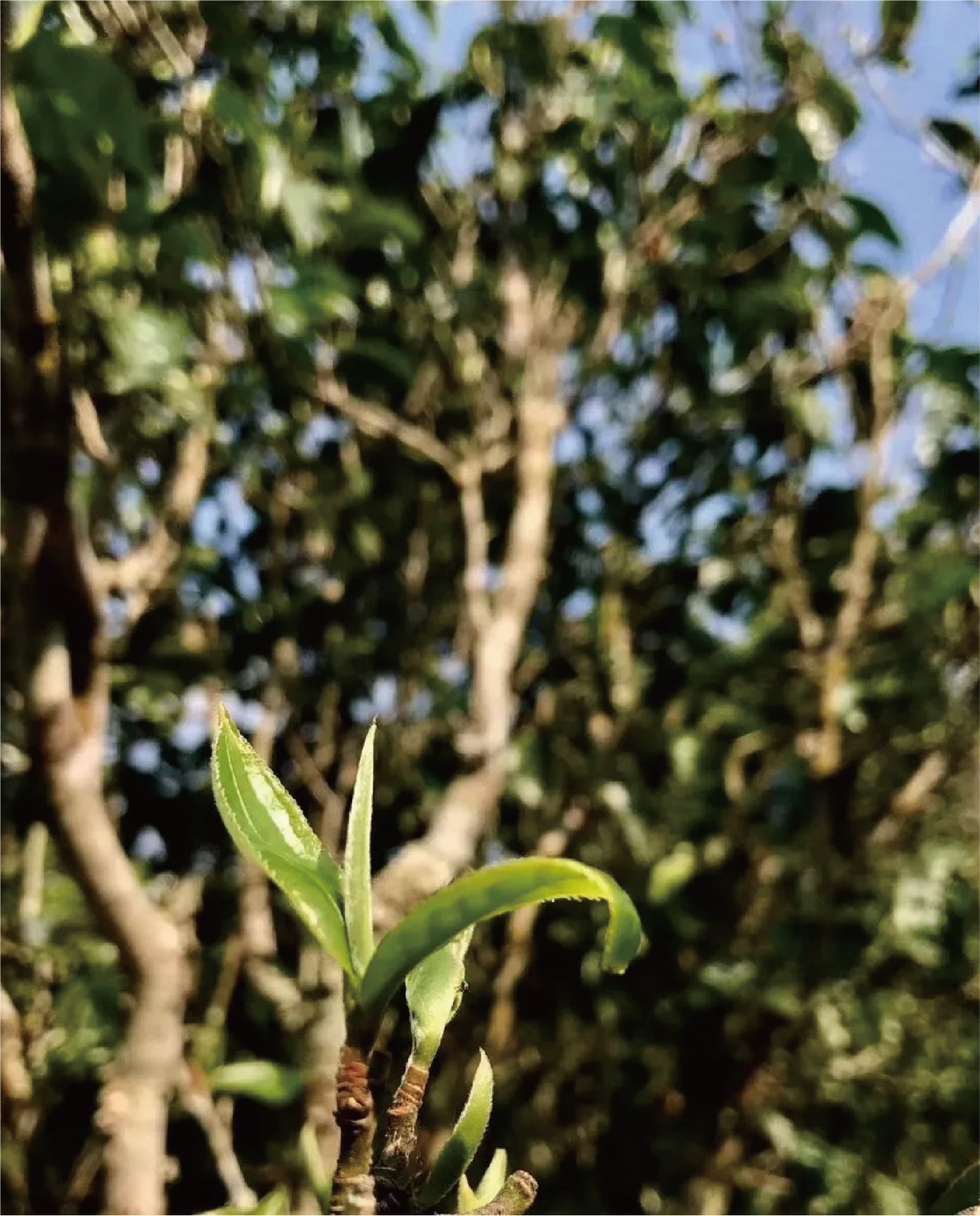 中茶古树茶设计